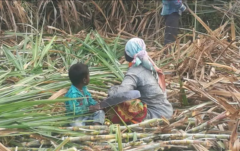 Una familia trabaja en la caña de azúcar.@MAKAAM 